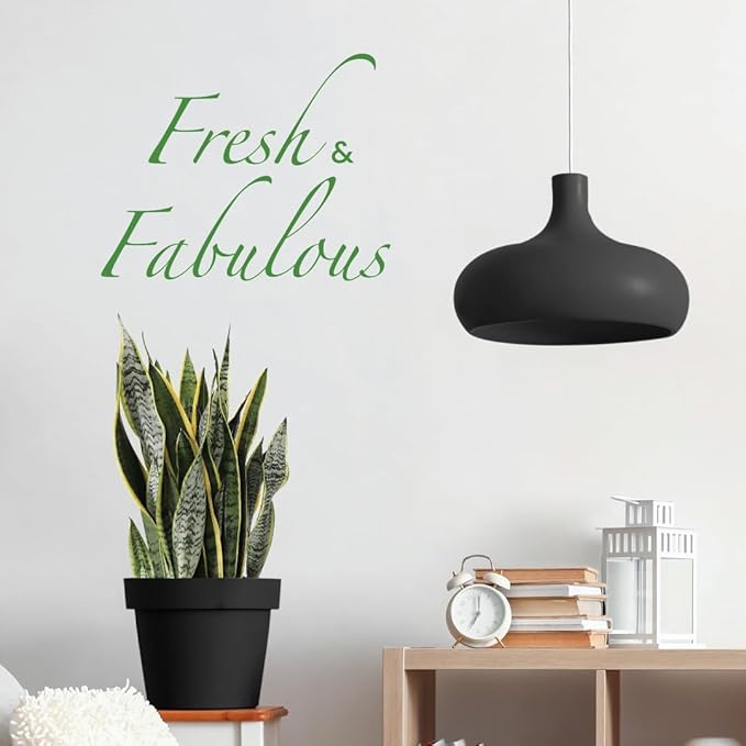 American Plant Exchange Snake Plant Bundle – Large 10-Inch Pots Sansevieria Laurentii & Zeylanica, 2-3ft Tall, Low-Maintenance, Air-Purifying Live Houseplants for Home, Office, or Outdoor Patio Décor