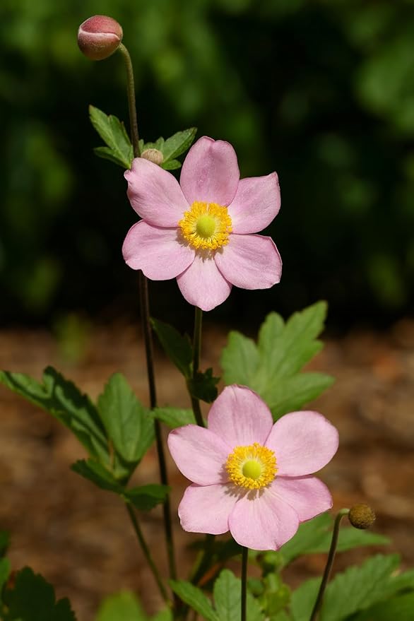 Perennial Farm Anemone x Hybrida 'September Charm' – Live Windflower in #1 Container, Single Soft Pink Blooms, Long Blooming, Deer Resistant, Ideal for Borders, Shade & Pollinator Gardens