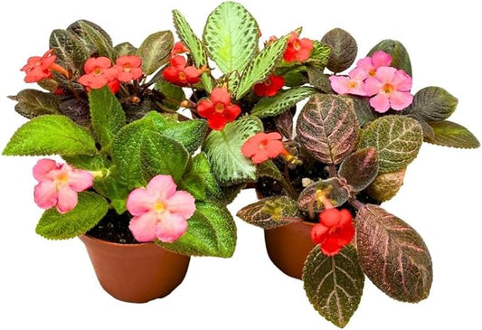 Harmony's Flame Violets Colorful Episcia Grower's Choice Mix 4 inch Set of 5 Rare Variegated and Collector's Varieties