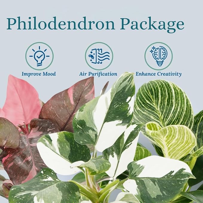 Philodendron Plant Package - 3 Live Philodendron Plants Bundle - Pink Princess, White Princess, and Birken Varieties - Rare Plants Live Houseplants