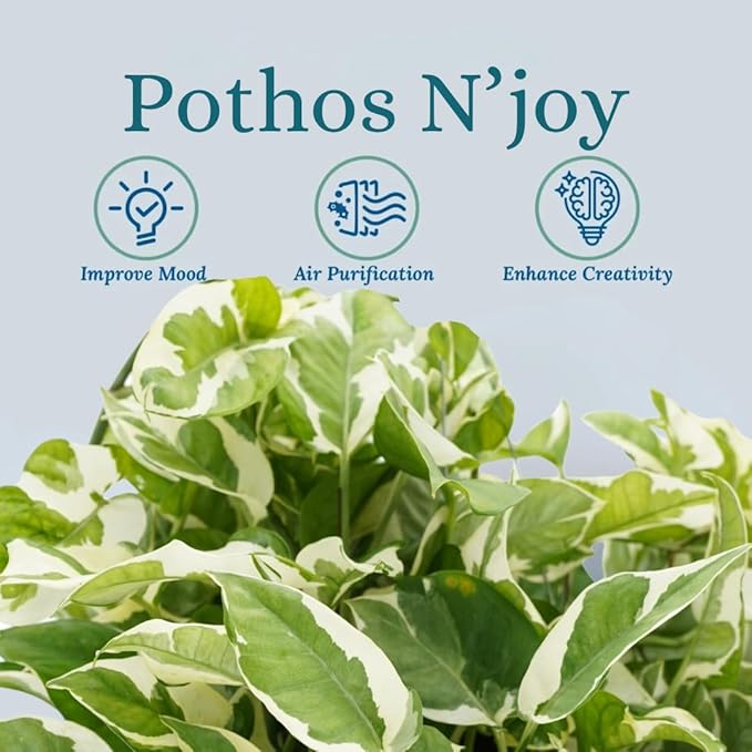 Huge Pothos N'joy Live Plant - Hanging House Plant, Large Pothos Live Plant, Hanging Plants Live Houseplants, Trailing Vine for Home Decor