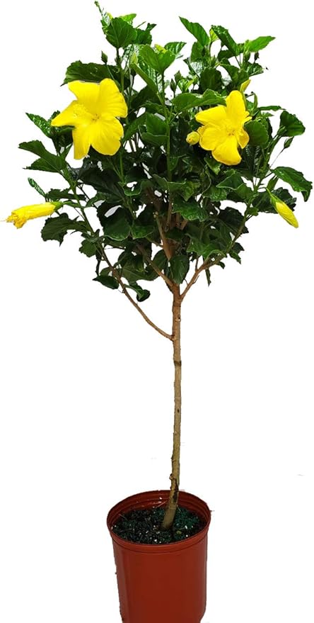 Hibiscus Tree - Yellow Ft. Myers - Overall Height 38" to 44" - Tropical Plants of Florida (Plant Only)…