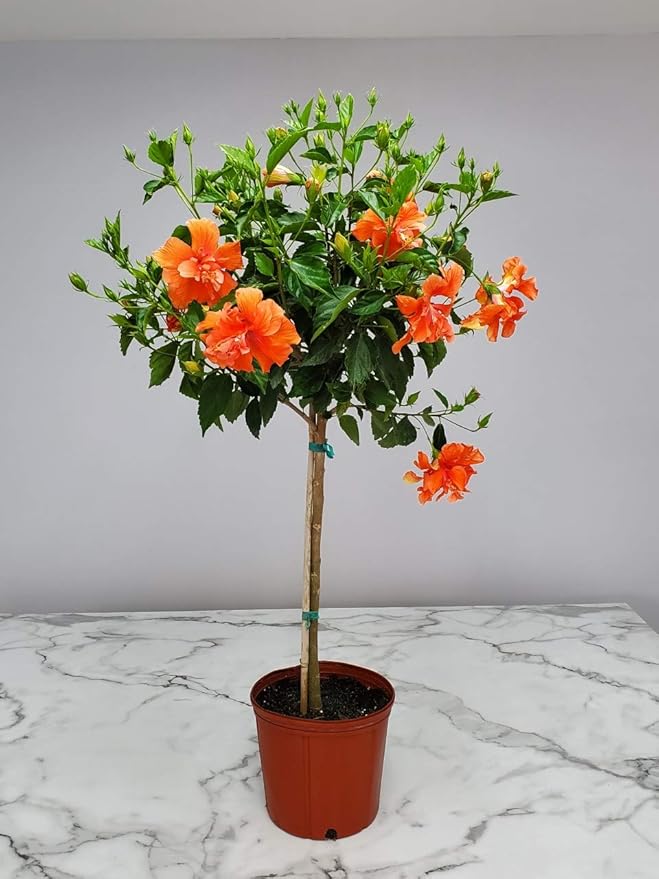 Live Hibiscus Tree - Double Peach Flower - Overall Height 38" to 44" - Tropical Plants of Florida (Plant Only)