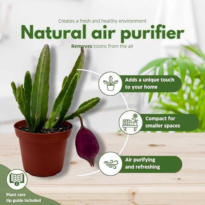 BubbleBlooms Stapelia leendertziae Black Bell Huernia in a 4 inch Pot Carrion Flower Maroon Cup Starfish