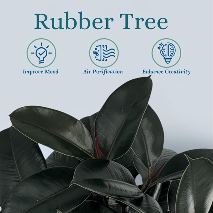 Rubber Tree Live House Plant - Large Indoor Air Purifier Plant - Dark Shiny Petals - Indoor Plants Live Houseplants for Room Decor - Elegant Ficus Burgundy Live House Plants