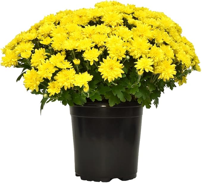 1G Yellow Mum Plant, Chrysanthemum Flowers Gardening Fall Decor, Mums Plants Live, Fall Decorations Outdoor, Housewarming Gift Ideas, Real Live Plants Indoor Plants Live Houseplants By Plants for Pets