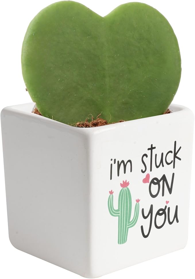 Costa Farms Hoya Heart Live Plant in Decorative Pot, Easy to Maintain Succulent Indoor Houseplant, Perfect for Home, Room, or Office Decor, Great House Warming or Birthday Gift, 5 Inches Tall