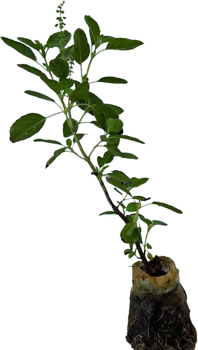 Generic Real Live Flowering Rama Tulsi. with Indian Tulsi smell. Good for Puja. Fragrant, Fresh, Edible. Easy Grow. Indoor/Outdoor. (1 Flowering Rama Tulsi in Sac)