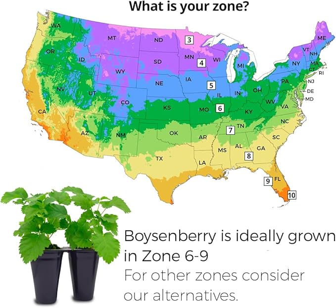 Thorny Boysenberry Plants (4 Pack) – Live Starter Plants for Planting, Vigorous Trailing Canes Producing Large, Juicy, Sweet-Tart Berries, Ideal for Jams, Pies, and Fresh Eating