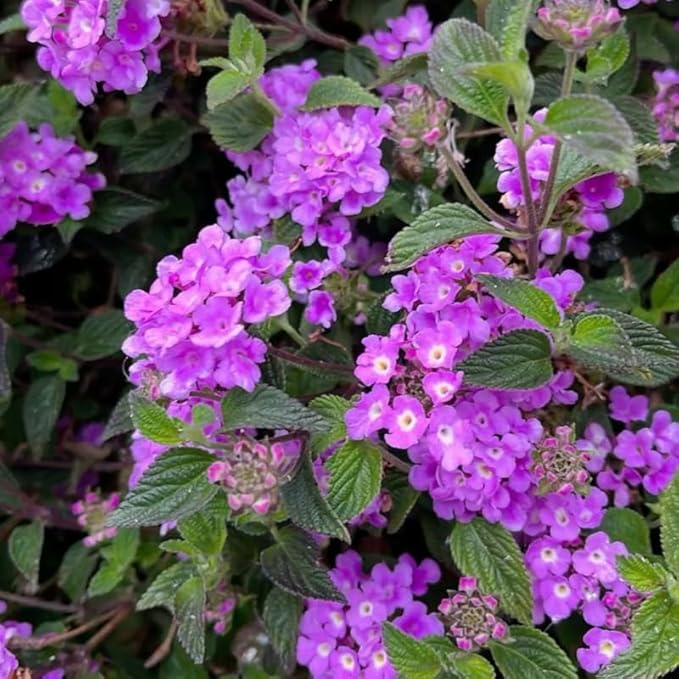 Pack 2 Lantana Live Plants Well Rooted, Purple Blooms Perennial, Lantana Shrub Starter 4-8 Inches