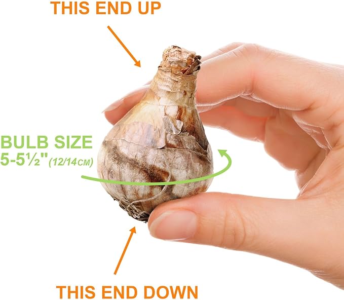 Garden State Bulb Narcissus Tazetta Minnow Daffodil Flower Bulbs, 12/14cm, Fall Planting (Bag of 100)