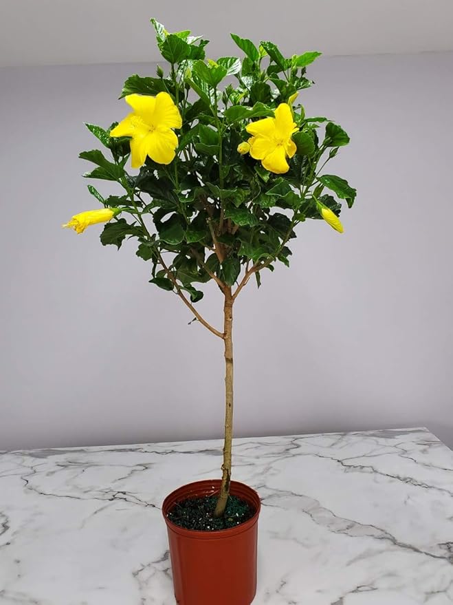 Hibiscus Tree - Yellow Ft. Myers - Overall Height 38" to 44" - Tropical Plants of Florida (Plant Only)…