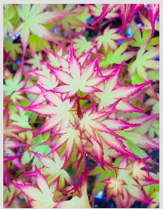 Hanami Nishiki Japanese Maple 2 - Year Live Plant