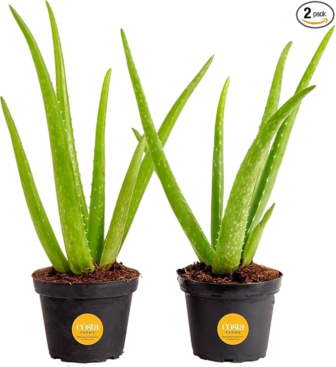 Costa Farms Aloe Vera Live Plants in Plastic Pots, Easy to Maintain, Air Purifying Indoor Succulent Houseplants, Home or Room Decor, House Warming or Birthday Gift, 12-18 Inches Tall, Pack of 2