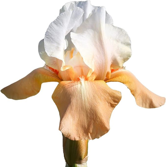Easy to Grow Bearded Iris Invitation - 9 Plant Bulbs Rhizomes, Orange & White Flowers in Spring to Fall, Full Sun Low Maintenance