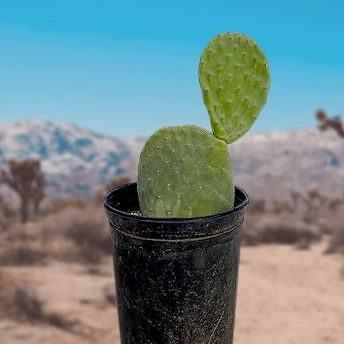 Cactus Outlet - Nopal Prickly Pear Cactus Plants Live - Live Cactus Plants - Nopal Cactus Plant Live - Prickly Pear Plant Live - Landscape Ready Cactus Plants Live Delivered Right to Your Door