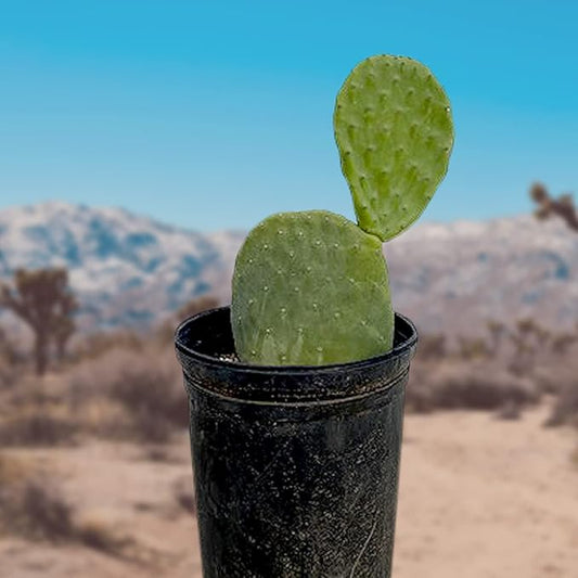 Cactus Outlet - Nopal Prickly Pear Cactus Plants Live - Live Cactus Plants - Nopal Cactus Plant Live - Prickly Pear Plant Live - Landscape Ready Cactus Plants Live Delivered Right to Your Door