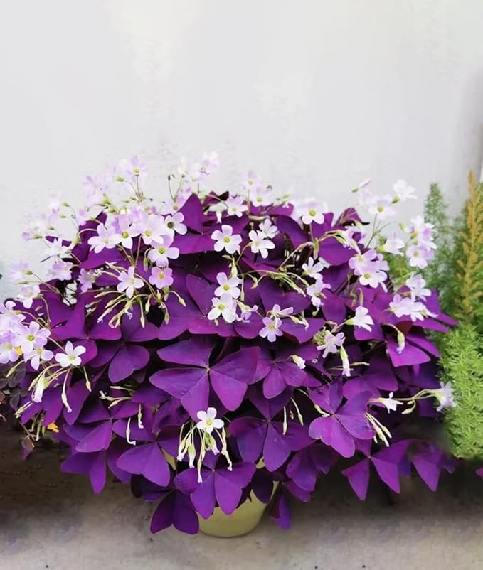20Pcs Oxalis Bulbs for Planting Purple Shamrocks Bulbs Triangularis Lucky Lovely Flowers Oxalis Triangularis for Pots, Indoor, Outdoor, Garden, Easy to Grow