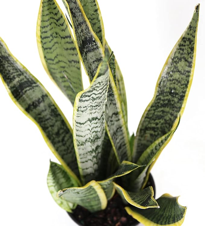 American Plant Exchange Snake Plant Bundle – Medium 6-Inch Pot Sansevieria Laurentii & Zeylanica, Low-Maintenance, Air-Purifying Live Houseplants for Home, Office, or Outdoor Garden Décor