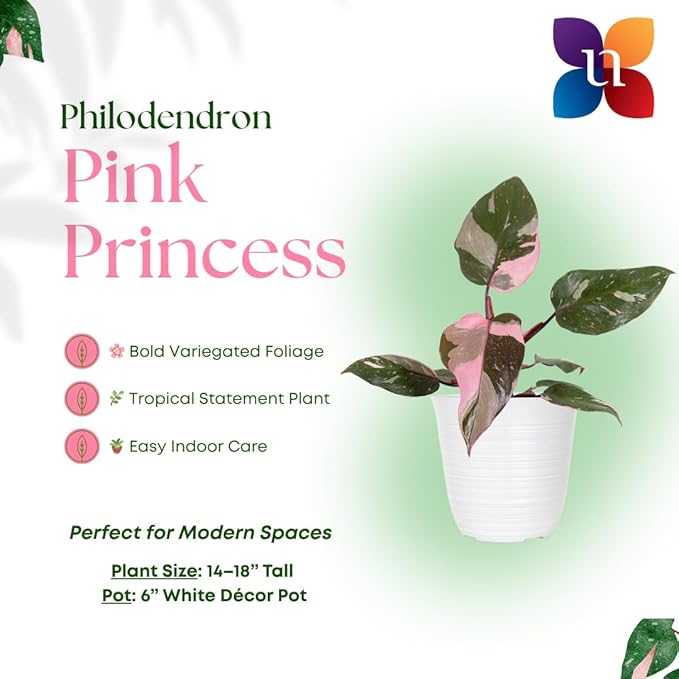 United Nursery Pink Princess Philodendron – Rare Variegated Plant in 6” White Décor Pot – 14–18 Inches Tall – Easy-Care Indoor Houseplant with Blush Pink and Green Leaves for Home or Office Decor