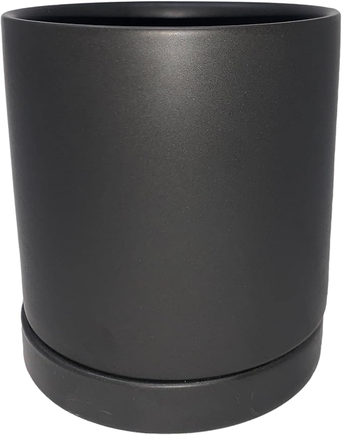 Easy to Grow Spider Plant Variegated - 1 Potted Houseplant Placed in a Black Ceramic Pot with Water Saucer, Low-Maintenance Indoor Outdoor