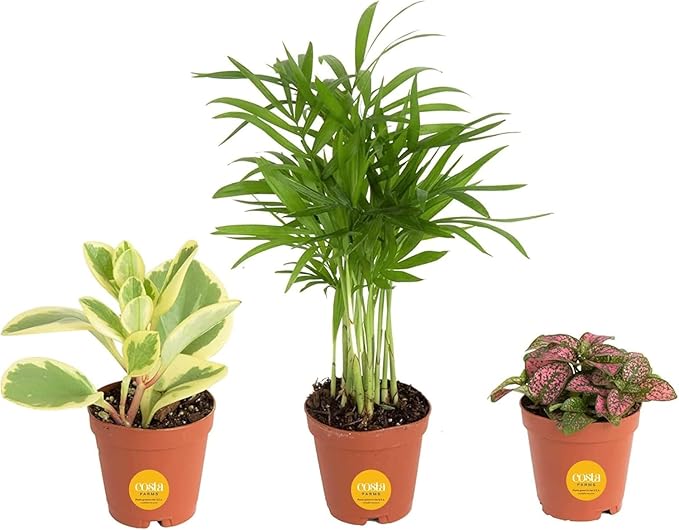 Costa Farms Mini Live Indoor Plants 2in Nursery Pot Easy to Grow Houseplant (3 Pack) 4-Inches Tall, Grower's Choice, Home Décor or DIY Gift