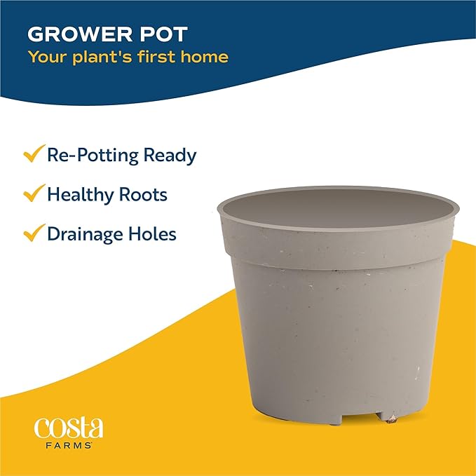 Costa Farms Mini Succulent Live Plants in Plastic Pot, Easy to Maintain Asssorted Indoor Succulents, Houseplants for Room Decor, House Warming or Birthday Gift, 2-3.5 Inches Tall, Pack of 6