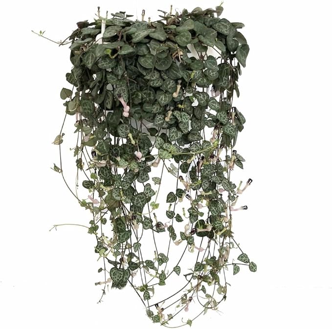 Rosary Vine - Ceropegia woodii - String of Hearts - 2.5" Pot - Collector' Series
