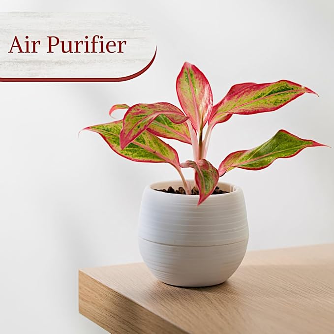 Aglaonema Live Plant Collection (4-Pack) - Chinese Evergreen Plants in 2-Inch Pots | Easy-Care Indoor Houseplants | Perfect for Low Light, Office Decor, and Air Purification