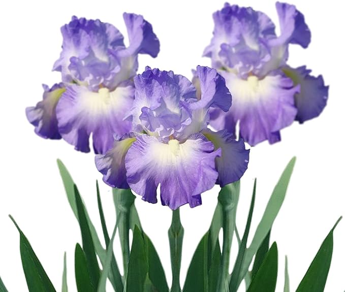 Easy to Grow Bearded Iris City Lights - 9 Plant Bulbs Rhizomes, Blue-Violet & White Flowers in Spring to Fall, Full Sun Low Maintenance