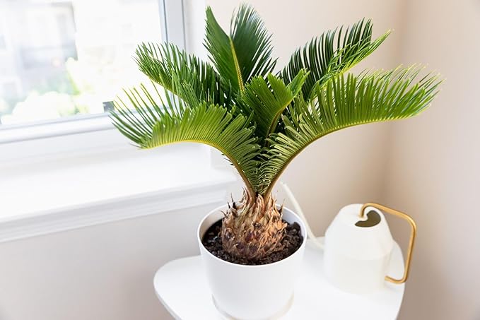 SOGO Palm Potting Mix - Promote Strong Roots and Captivating Elegance with Our Premium Blend - 4 Quart