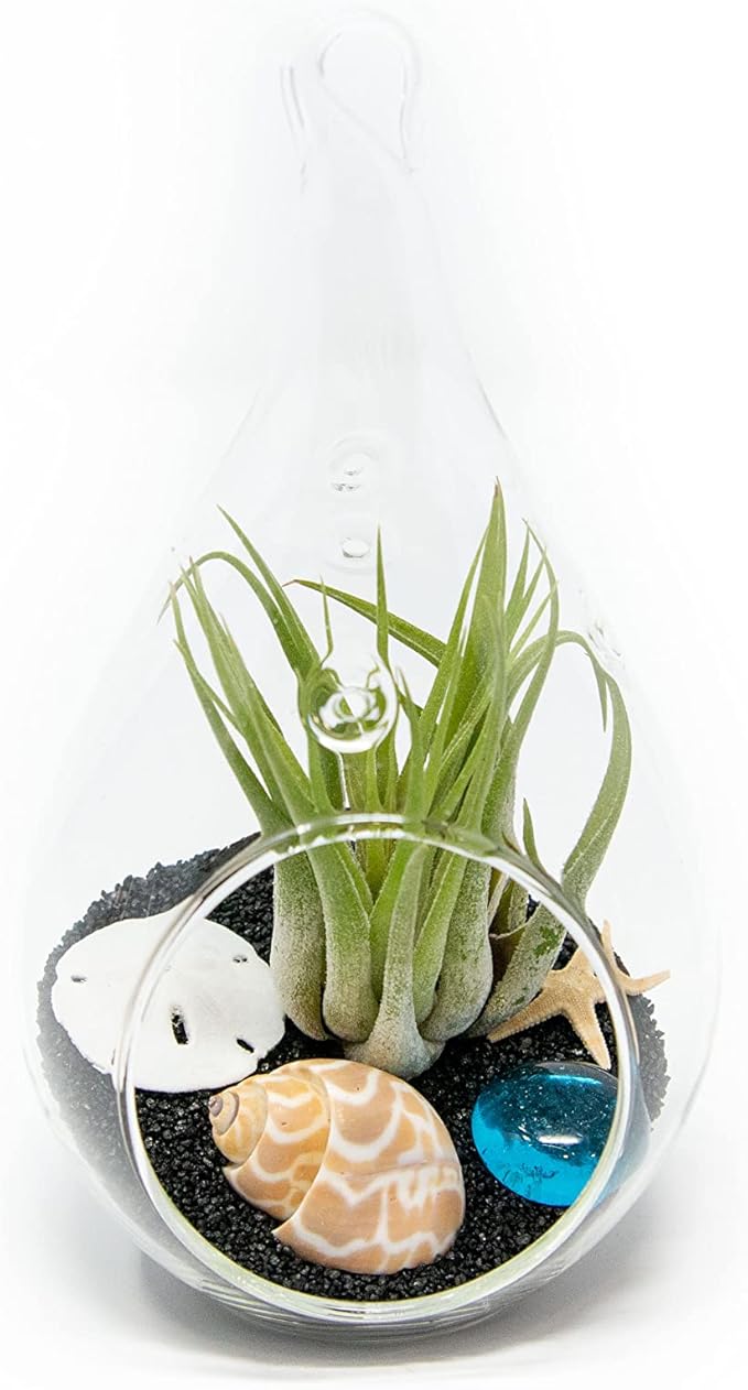 Glass Teardrop Beach Plant Terrarium - Air Plant, Sand, Starfish and Shell in Propagation Jar - Home and Garden Decor Plants Pot - Easy Care Indoor and Outdoor Plants Vase (1 Teardrop - Black Sand)