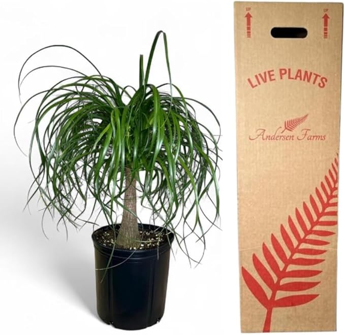 Ponytail Palm ‘Elephant’s Foot’ – 10 Inches Grower Pot – Live Indoor/Outdoor Drought-Tolerant Plant – Air Purifying, Easy Care Houseplant for Home Décor