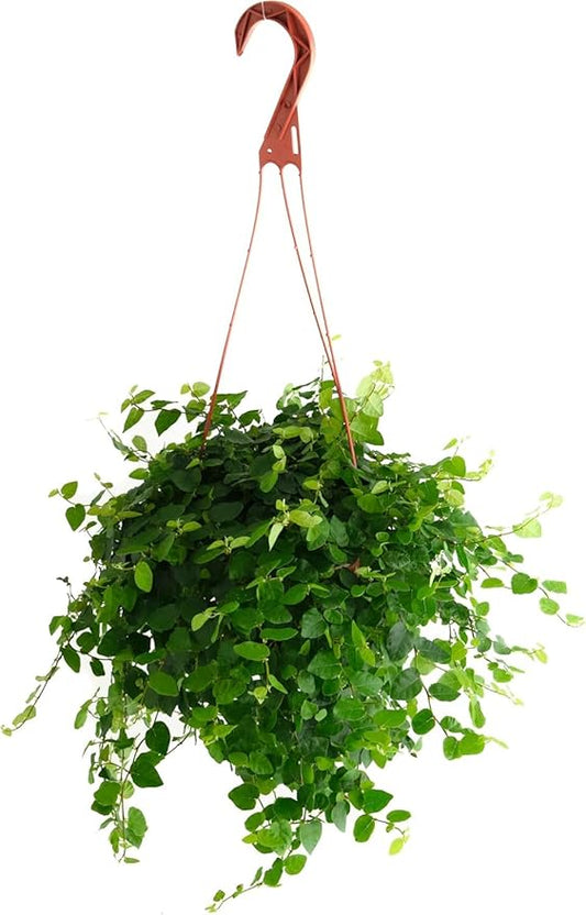 Shop Succulents Ficus Repens Creeping Fig, Live Indoor Plant, Low Maintenance Trailing Houseplant, Ideal for Home Decor, Office, and Room Enhancement, 6 Inch Nursery Pot