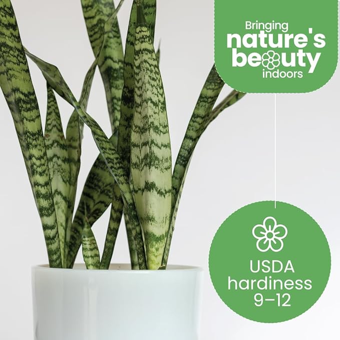 American Plant Exchange Snake Plant Bundle – Large 10-Inch Pots Sansevieria Laurentii & Zeylanica, 2-3ft Tall, Low-Maintenance, Air-Purifying Live Houseplants for Home, Office, or Outdoor Patio Décor