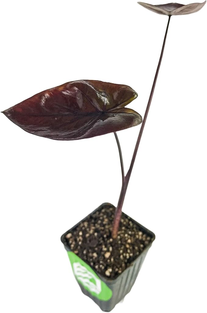 Black Sapphire Gecko Elephant Ear Live Plant - Colocasia