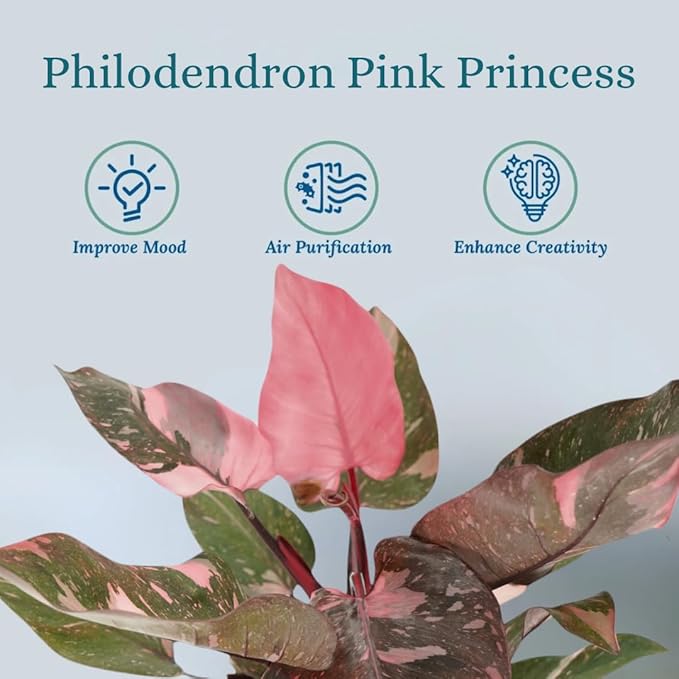 Pink Princess Philodendron Live Plant - Indoor Plants Live Houseplants - Elegant Philodendron Princess House Plant - Rare Pink Plants