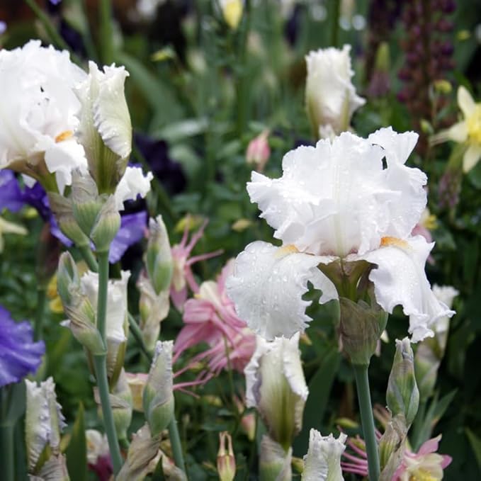 Winterfest Bearded Iris Flower Bulbs - 1 Rhizome per Pack - Attracts Butterflies and Hummingbirds - Deer Resistant - Good as Cut Flowers - Naturalizing - Perennializing