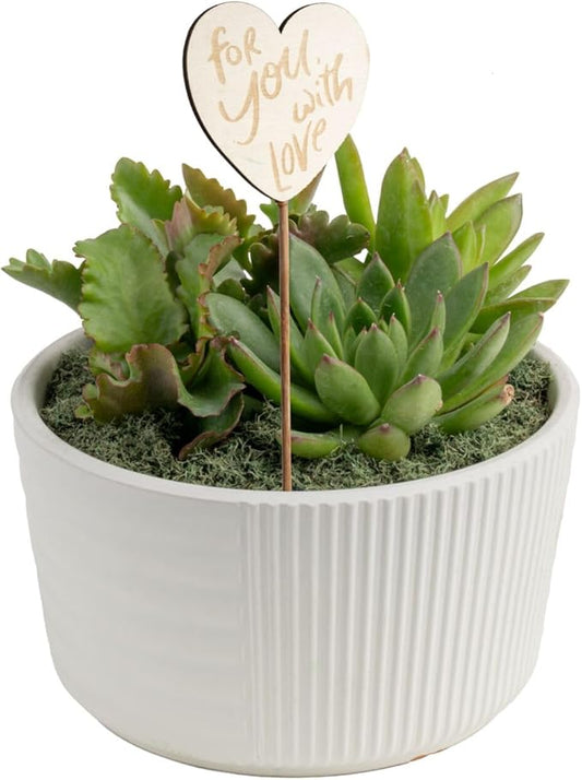 Costa Farms Mini Succulent Live Plants in Decorative Garden Pot, Easy to Maintain Small Indoor Houseplant, Home, Room, or Office Decor, Great House Warming or Birthday Gift, 6 Inches Tall