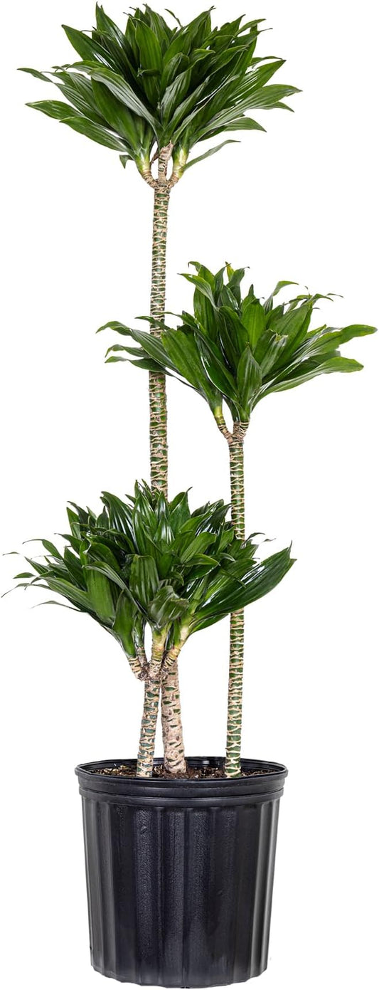 United Nursery Dracaena Janet Craig Compacta – Tall Indoor Plant in 10” Grower Pot – 38–42 Inches Tall – Low-Light, Air-Purifying Tropical Houseplant – Easy-Care Green Foliage for Home or Office