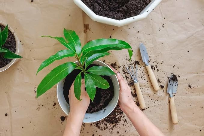 Mango Tree Potting Soil - All-Natural Blend for Thriving Mango Trees - Boosts Root Health and Delicious Harvests - 10 Quart