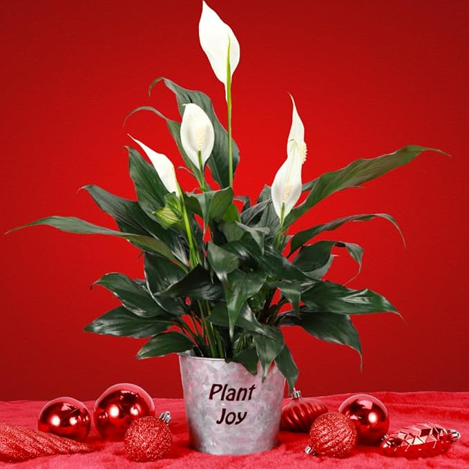 Thorsen's Greenhouse Live Peace Lily Plant, Spathyphylum, Low Light, Natural Air Purifier Live Indoor Plant, 4-6" Diameter Pot (Plant Joy, 4-inch Pot)
