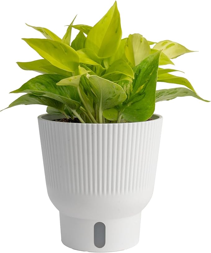 Costa Farms Champs Elysses Pothos Live Plant in Self Watering Pot, Indoor Houseplant, Trailing Vining, Perfect for Home, Room, or Office Decor, Great House Warming or Birthday Gift, 12-14 Inches Tall