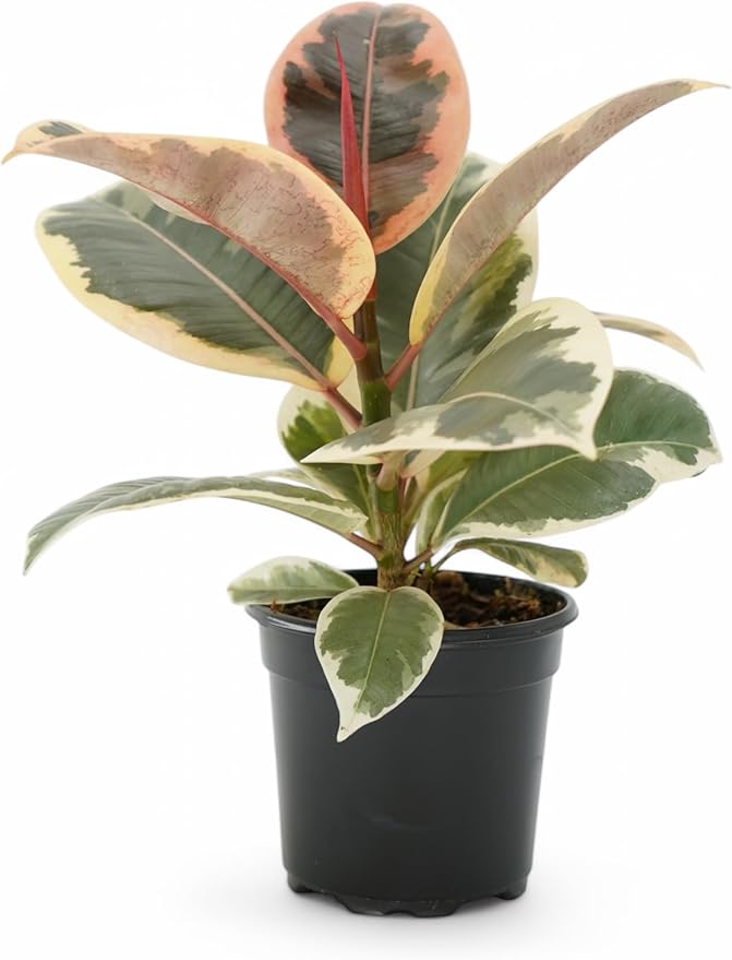Ficus Tree Four Pack Indoor Plants Live Houseplants - Live Rubber Tree Plants Bundle Includes Ficus Burgundy, Ficus Tineke, Ficus Elastica, and Ficus Ruby