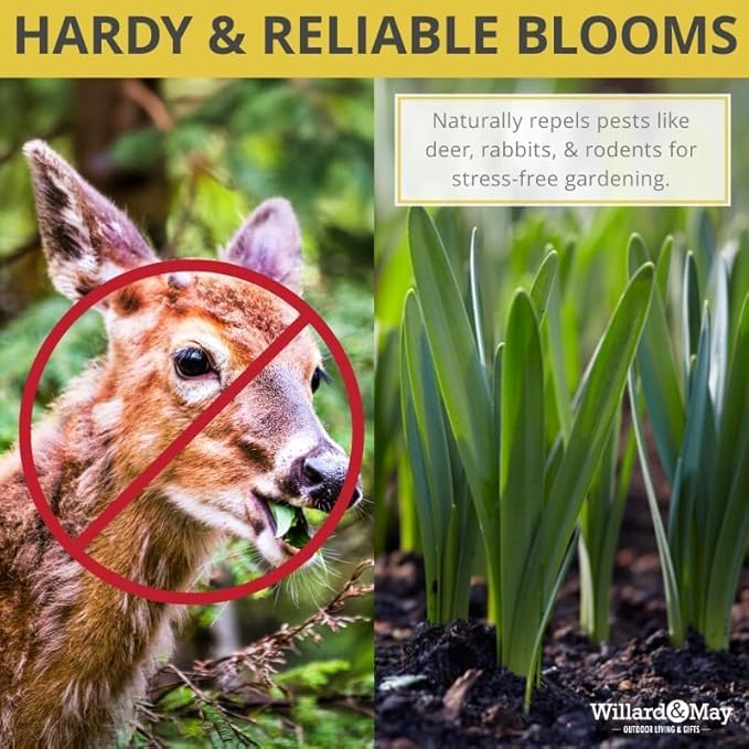 50-Pack Mixed Daffodil Bulbs – Naturalizing Narcissus Variety Pack – Bulk of Spring-Blooming Flowers – Deer Resistant & Cold Hardy – Easy Fall Planting - Plant in Gardens, Borders & Beds