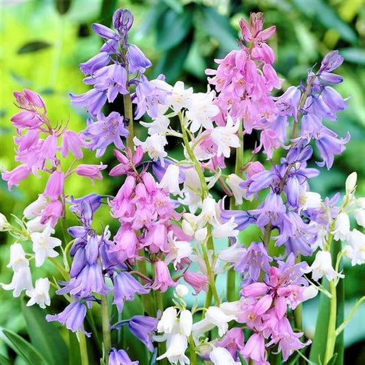 Spanish Bluebell Mixture - Perennial Spanish Bluebells (Wood Hyacinth) Bulbs for Planting | Spring Flowering Bulbs, Bell Shaped Flowers - Easy to Grow (12 Pack)