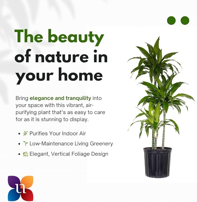 United Nursery Dracaena Janet Craig – Tall Indoor Plant in 10” Grower Pot – 38–42 Inches Tall – Air-Purifying, Low-Light Tropical Houseplant – Easy-Care Green Foliage for Home or Office Decor