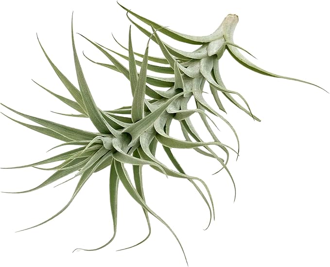 Live Air Plants - Tillandsia Albida 7-12" - 5ct – ragnaroc Live Indoor Plant - Live Arrival Guaranteed - House Plants for Home Decor & Gift