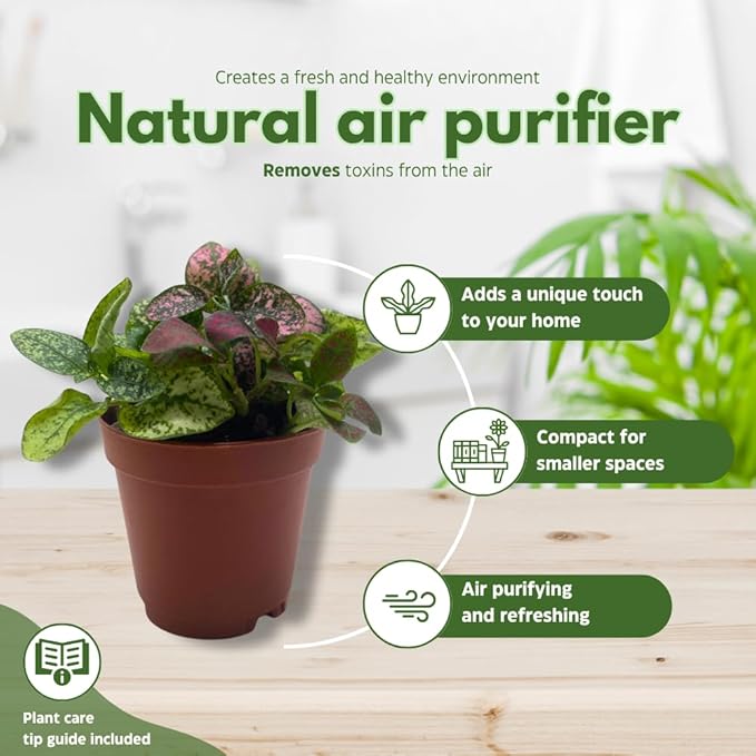 BubbleBlooms Tricolor Hypoestes phyllostachya 2 inch Set of 3 Flamingo Polka Dot Plant Red White and Pink Tiny Mini Pixie Plants