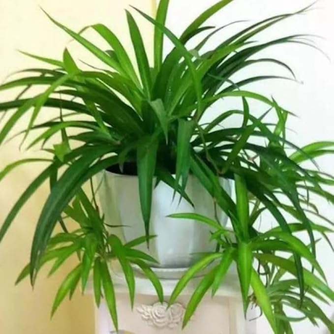 2 Live Spider Plants, Green Spider Plants Live House Plants for Gardening Indoor Outdoor, 4 Inc Pot